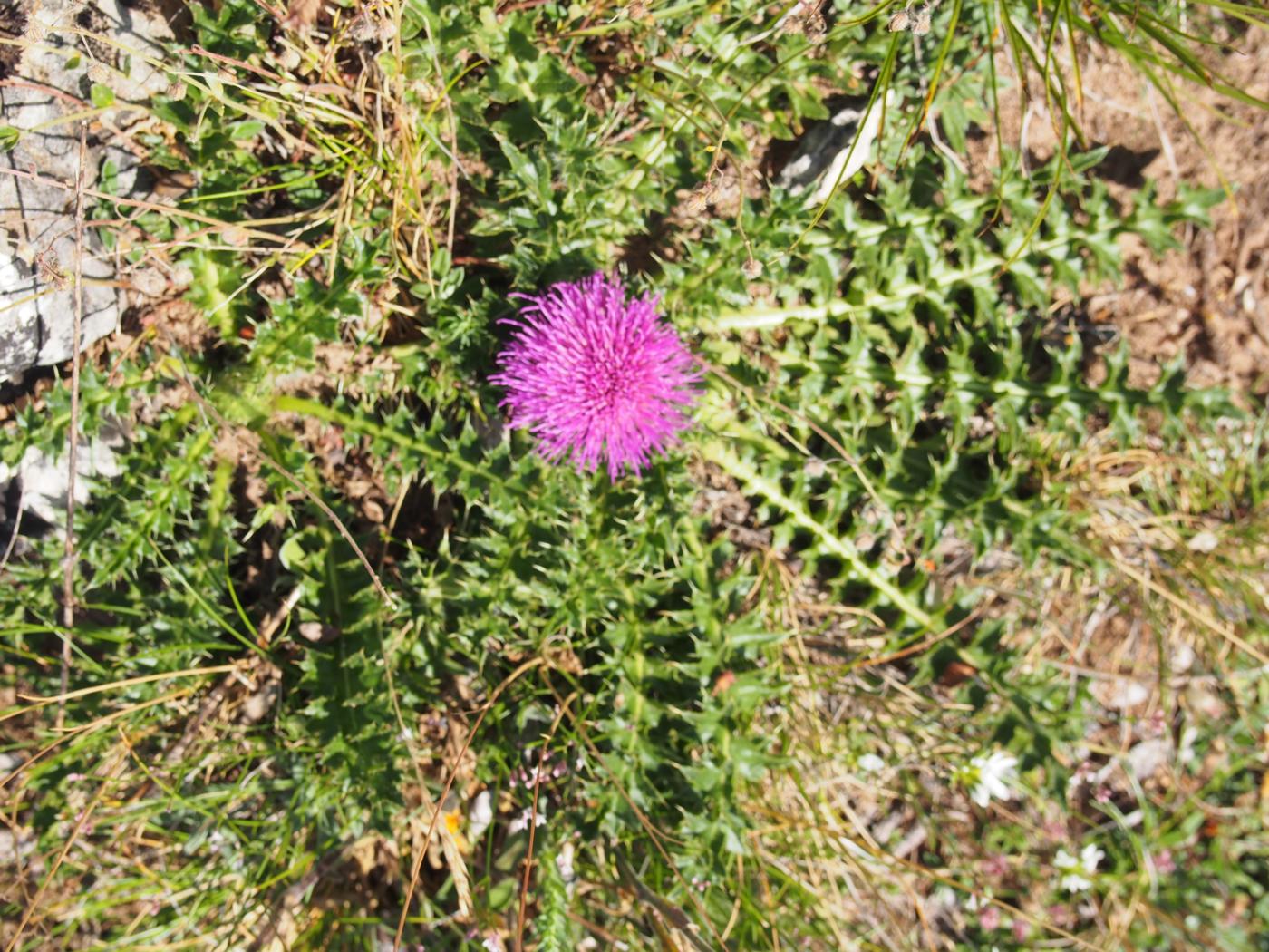 Thistle, Stemless plant